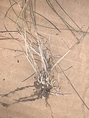 Rytidosperma buchananii