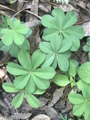 Oxalis decaphylla