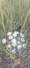Peucedanum vaginatum