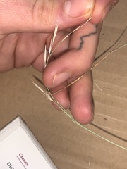 Rytidosperma buchananii