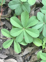 Oxalis decaphylla