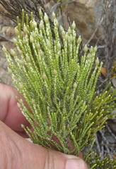 Dolichothrix ericoides