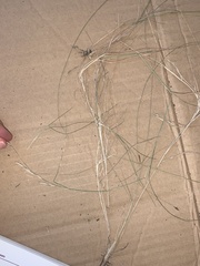 Rytidosperma buchananii