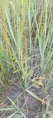 Peucedanum vaginatum