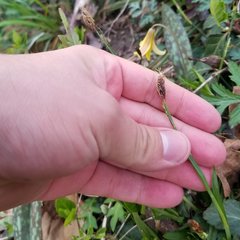 Careyanae