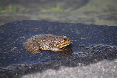 Rana muscosa