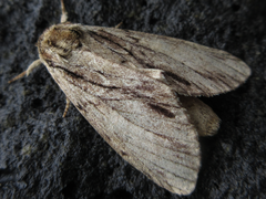 Shaka atrovittatus