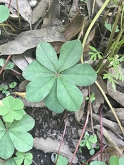 Oxalis decaphylla