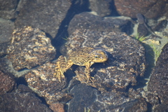 Rana muscosa