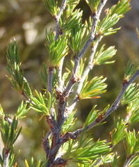 Cliffortia tuberculata