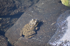 Rana muscosa