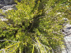 Cliffortia tuberculata