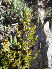 Cliffortia tuberculata