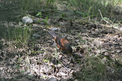 Turdus rubrocanus