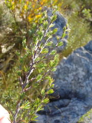 Cliffortia tuberculata