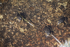 Rana muscosa