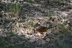 Turdus rubrocanus
