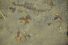 Rana muscosa