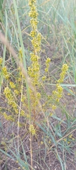 Artemisia palustris