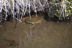 Rana muscosa