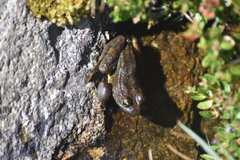 Rana muscosa