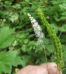 Actaea elata elata