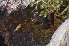 Rana muscosa