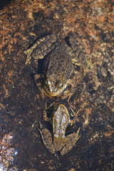 Rana muscosa