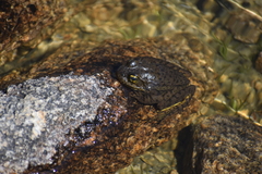 Rana muscosa