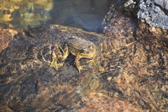 Rana muscosa