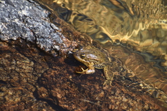 Rana muscosa