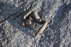 Marmota flaviventris