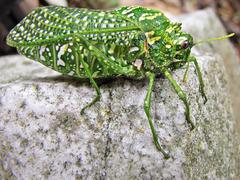 Physemacris variolosa