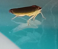 Pterygota