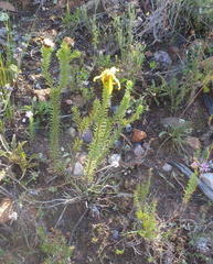 Senecio pinifolius