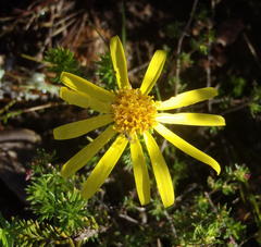 Senecio pinifolius