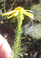 Senecio pinifolius