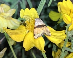 Cobubatha lixiva