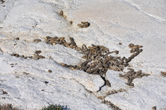 Marmota flaviventris