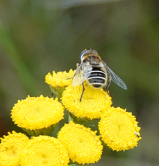 Eristalis abusiva