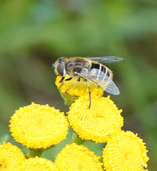 Eristalis abusiva