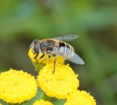 Eristalis abusiva