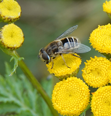 Eristalis abusiva