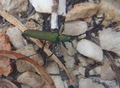 Hypocrites scabriusculus