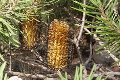 Banksia cunninghamii