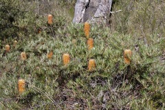 Banksia cunninghamii