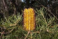 Banksia cunninghamii
