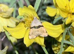 Cobubatha lixiva