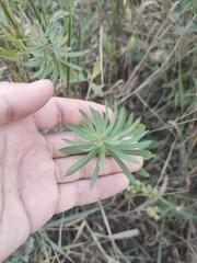 Achillea salicifolia