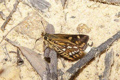 Hesperilla crypsargyra